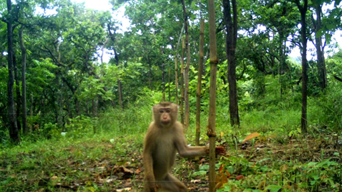 Kamboçya\'nın Mondulkiri Eyaletindeki Vahşi Hayvanlar Fotokapana Yakalandı