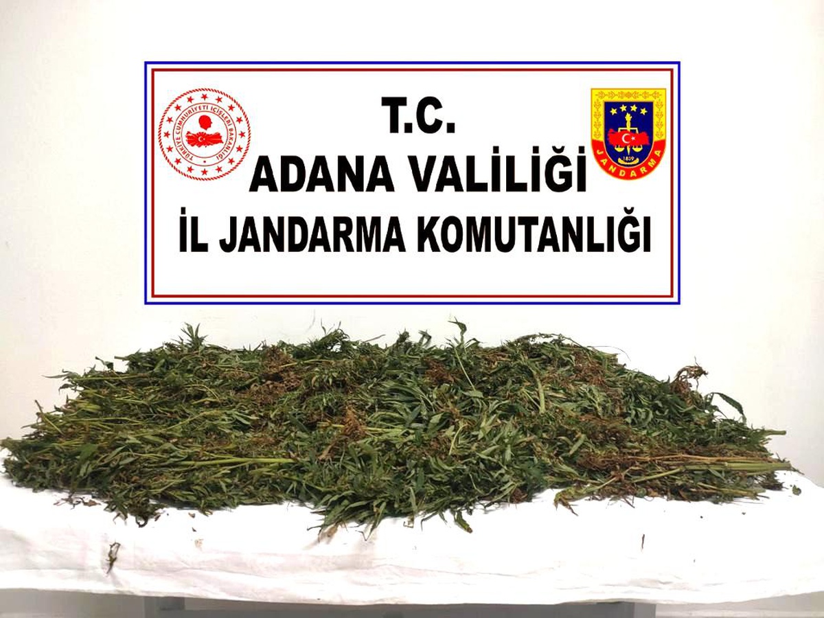 Kenevirleri sökerken suçüstü yakalandılar