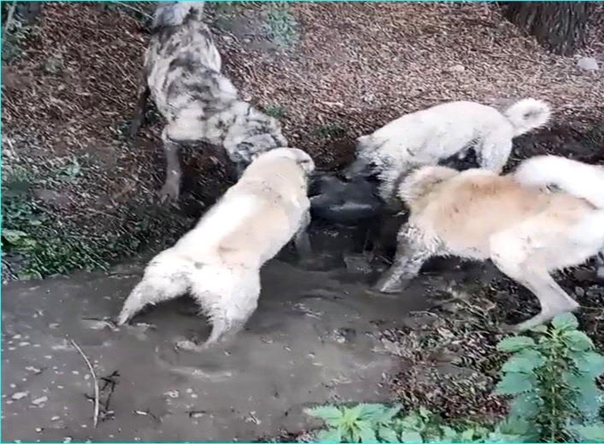 Köpek dövüşünü sosyal medyadan yayınlayan şahsa işlem yapıldı