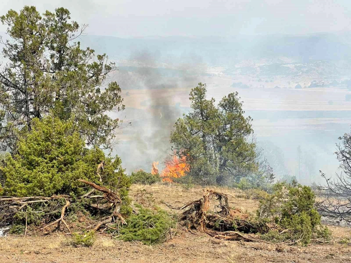 Erzincan\'da ormanlık alanda çıkan yangına müdahale ediliyor