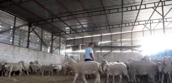 Osmaniye'de sahipsiz köpeklerin saldırdığı 4 koyundan biri telef oldu
