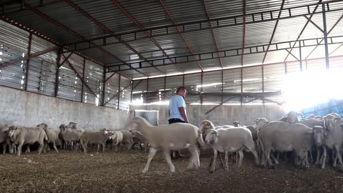 Osmaniye\'de sahipsiz köpeklerin saldırdığı 4 koyundan biri telef oldu