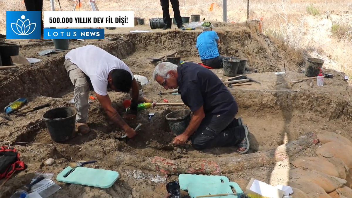 Video: İsrail, 500.000 Yıllık Dev Fil Dişi Keşfetti