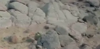 Van'da yaban keçileri görüntülendi