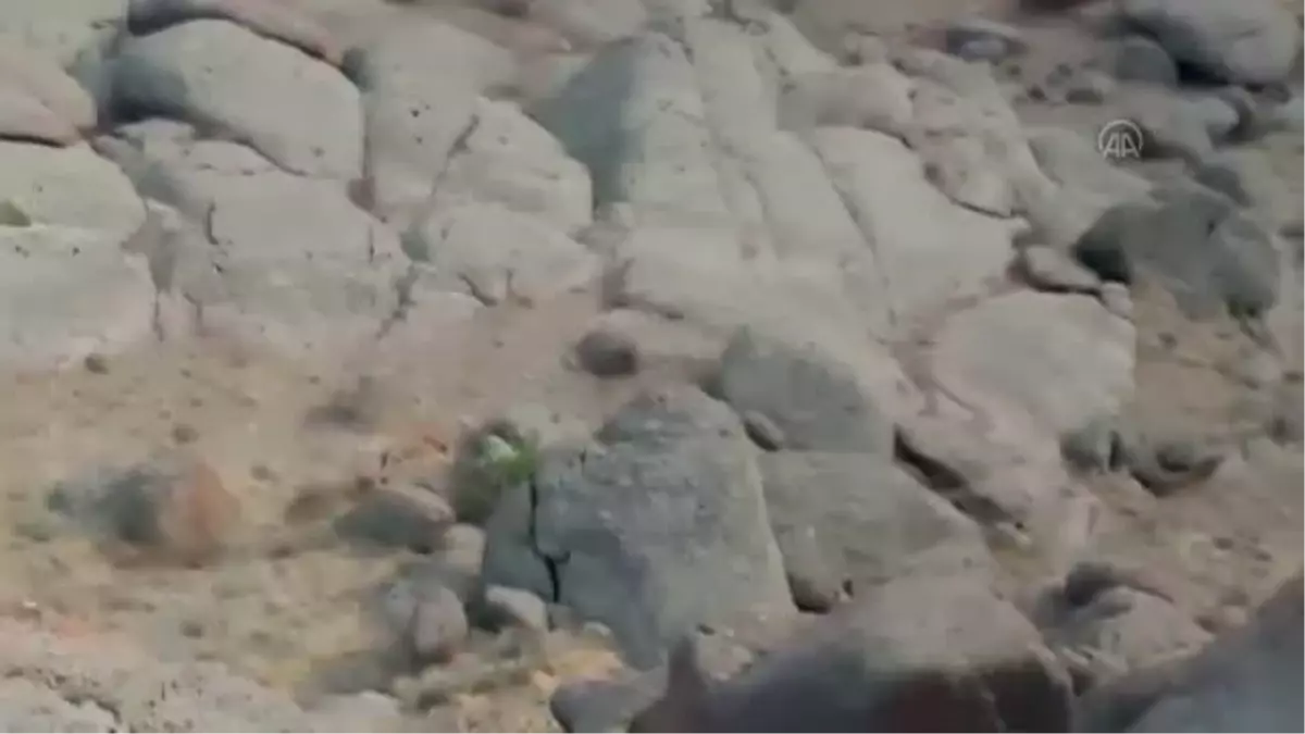 Van'da yaban keçileri görüntülendi