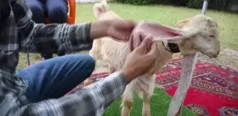 Yavru keçi Simba, 64 cm'ye ulaşan kulaklarıyla Guinness Rekorlar Kitabına girmeyi bekliyor