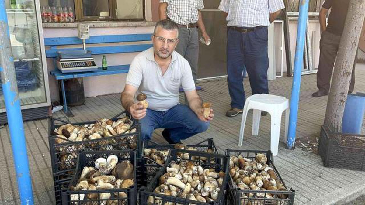 Çanakkale\'de ayı mantarı satan köylüler, günde 600 liralık kazanç sağlıyor