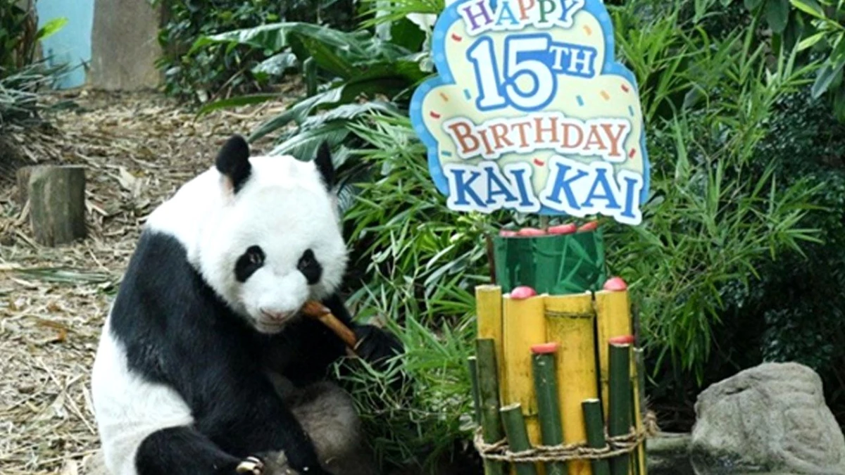 Dev Pandalar Kai Kai ve Jia Jia\'nın Singapur\'da Kalışları 5 Yıl Daha Uzayacak
