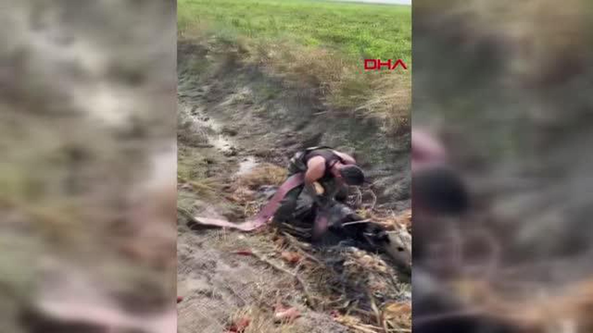 HATAY\'DA BATAKLIĞA SAPLANAN İNEĞİ İTFAİYE EKİPLERİ ÇIKARDI
