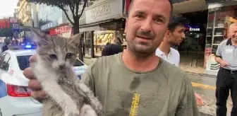 Kedilerin kahramanı