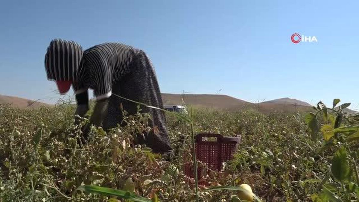 Elazığ\'da mevsimlik işçilerin mesaisi devam ediyor