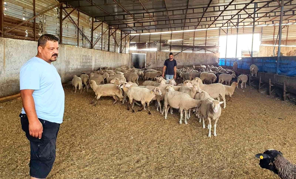 Sahipsiz köpekler koyun ağılına saldırdı, bir koyun telef oldu