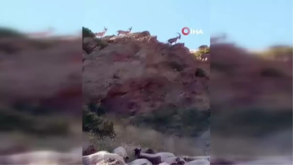 Saray'da yaban keçileri böyle görüntülendi