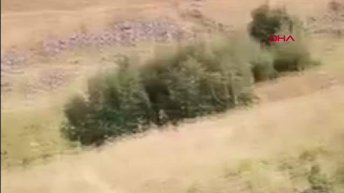 SÜRÜSÜNE DADANAN AYIYI GÖRÜNTÜLEDİ, \'YOLU ŞAŞIRMIŞSIN KANKA\' DİYE BAĞIRDI