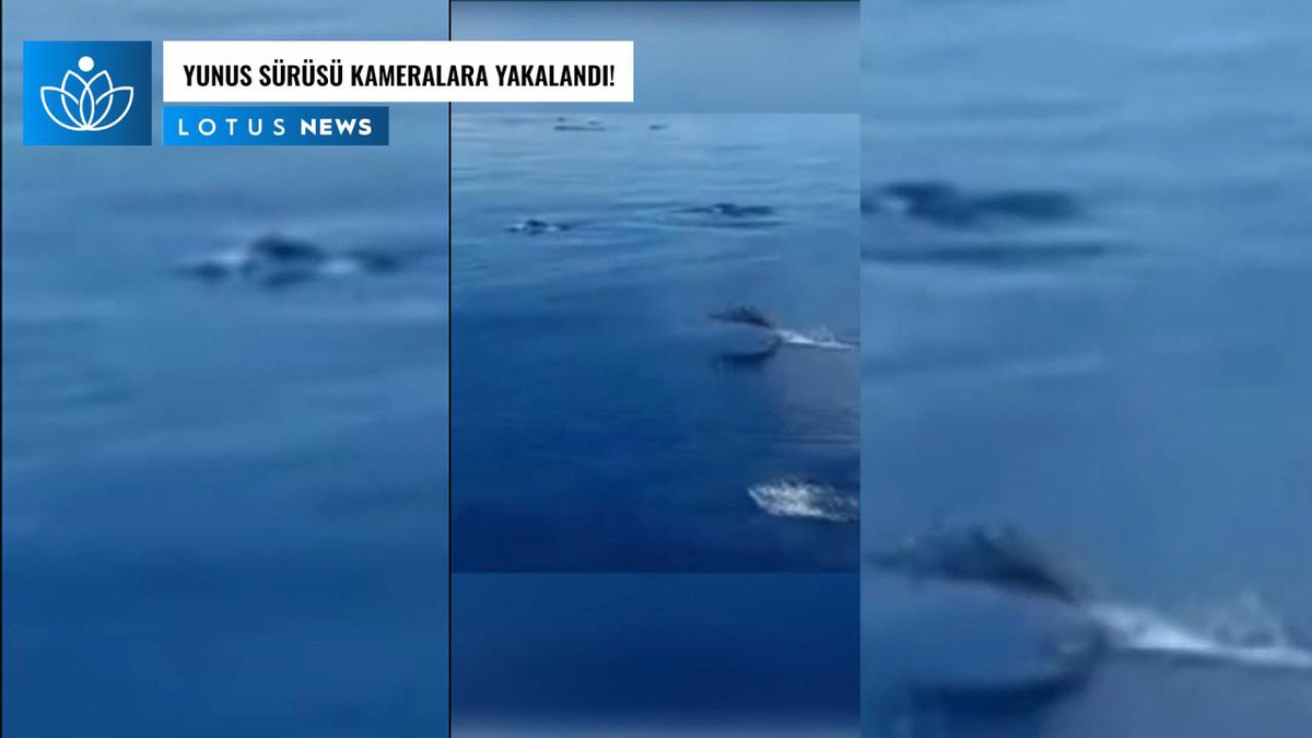 Video: Çin\'in Güney Sularında Kameralara Yakalanan Bir Yunus Sürüsü