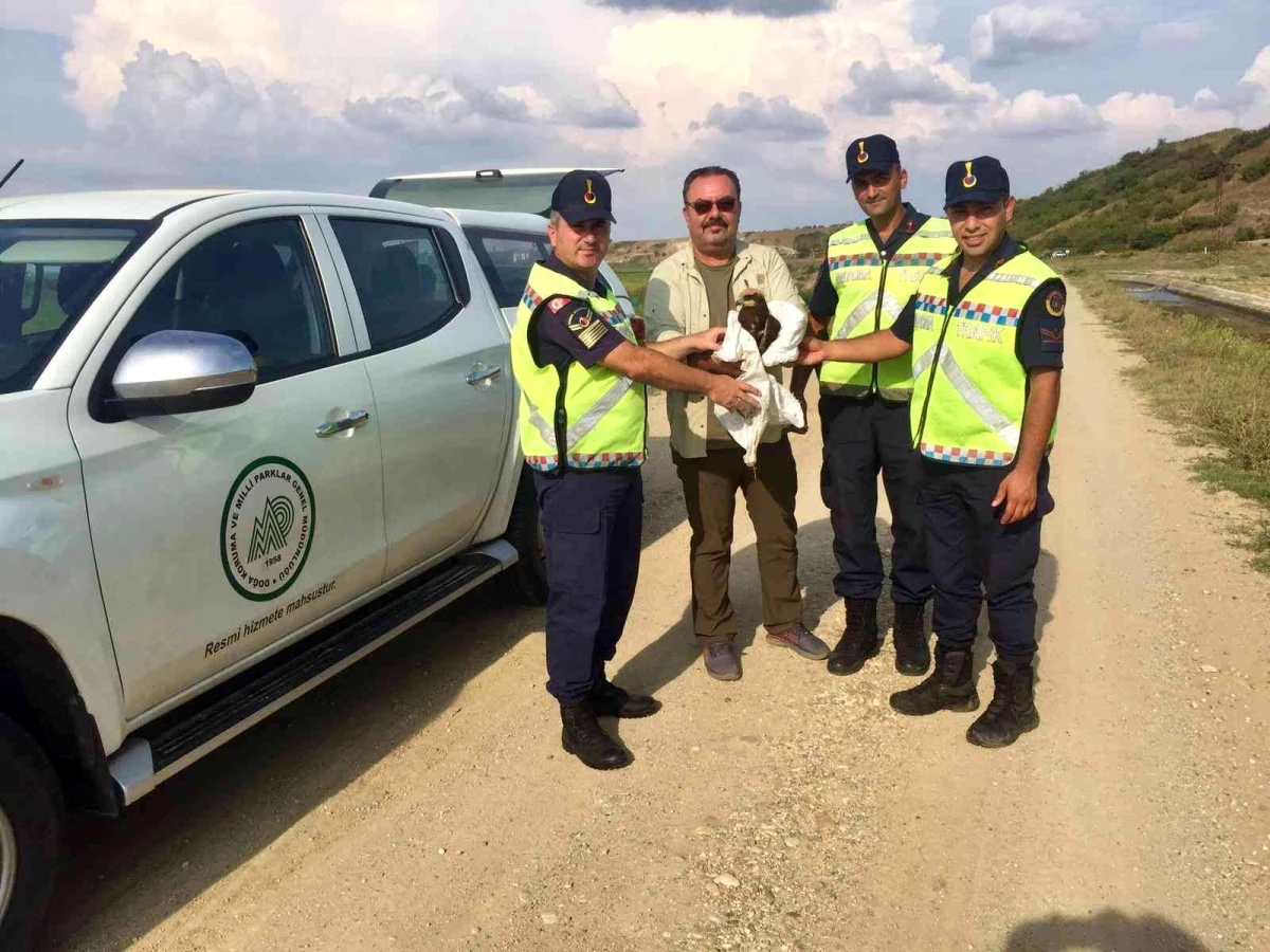 Edirne\'de jandarma ekiplerince yaralanmış bulunan kartal tedaviye alındı