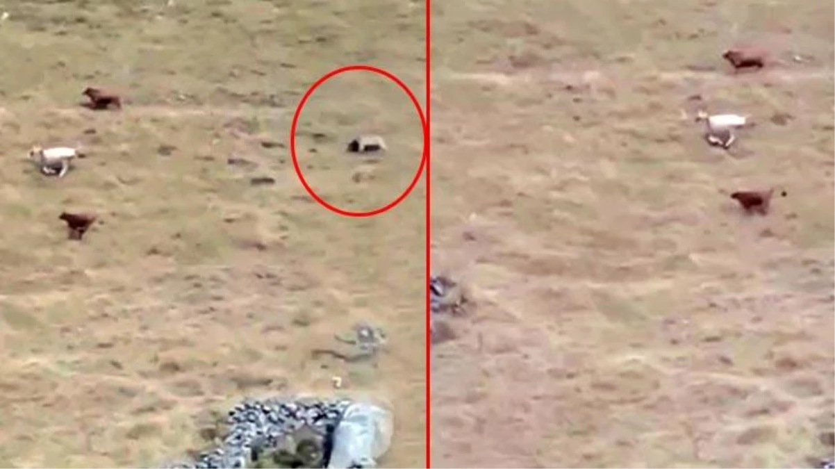 Yaylada otlayan sürüye ayı saldırdı! Çobanın ilginç tepkisi sosyal medyada gündem oldu