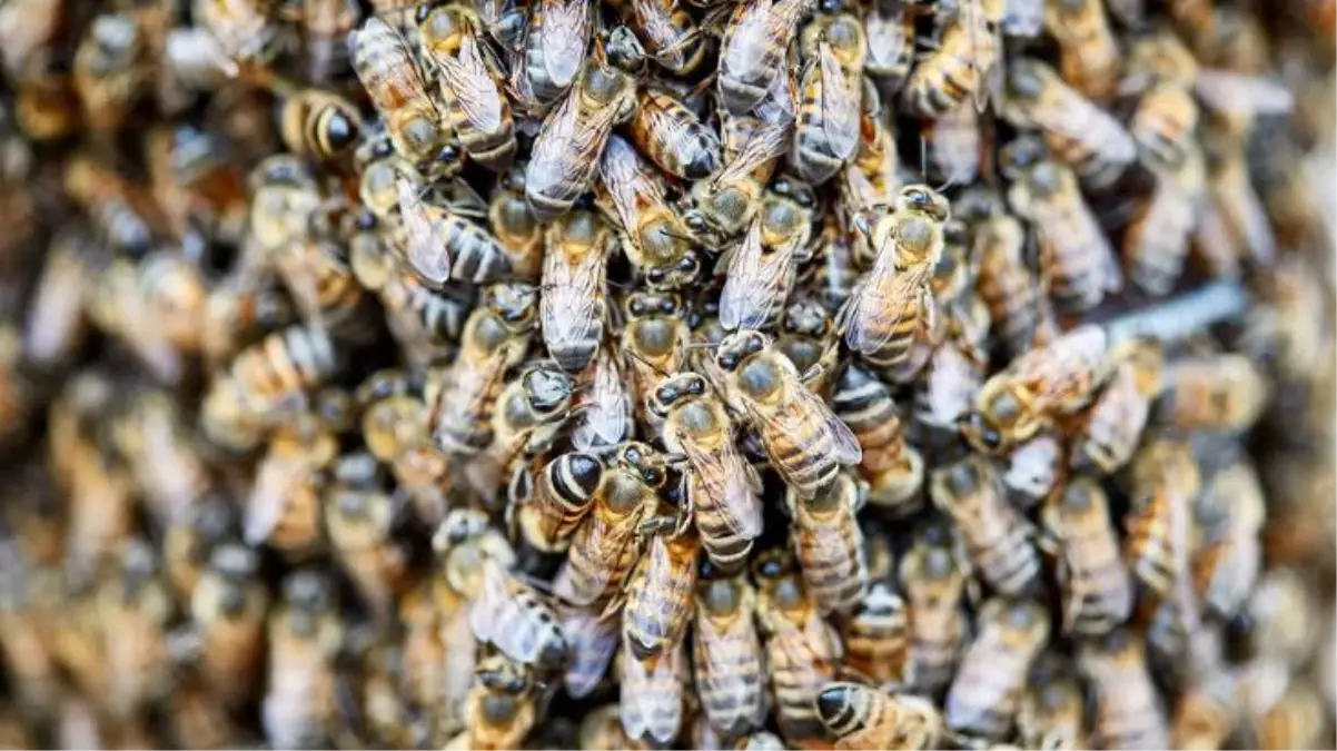 Ağaç dallarını kesmeye çalışan genci 20 bin tane arı soktu! 30 tanesini de yuttu