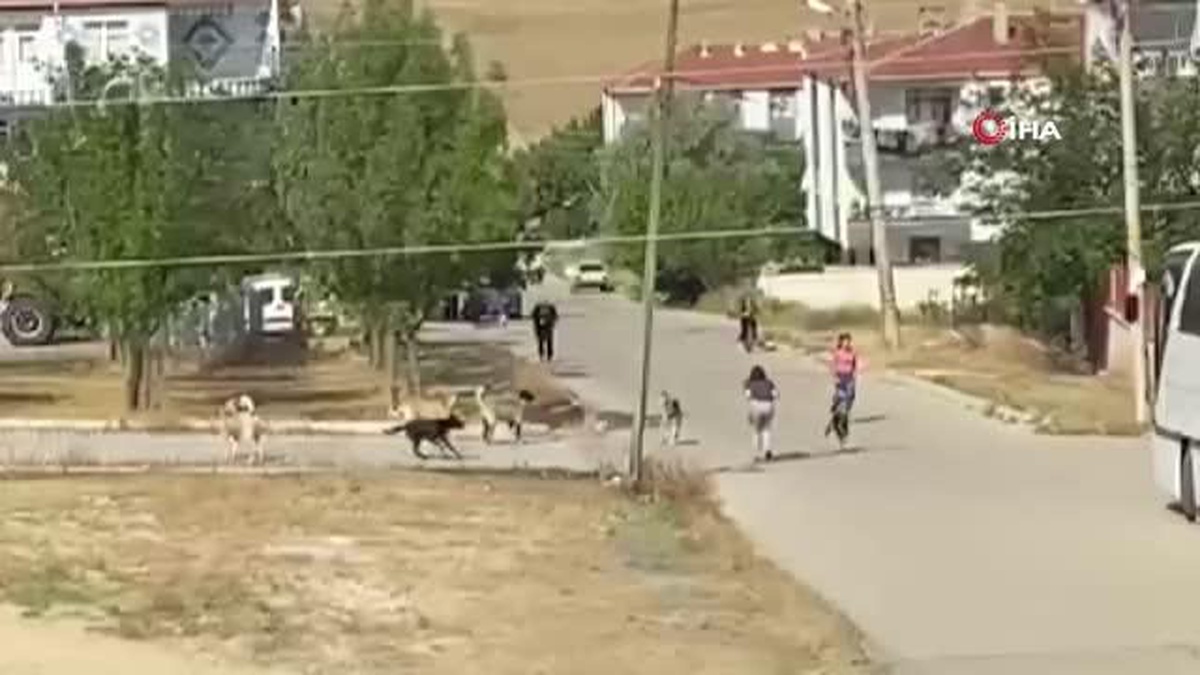 Başkent\'te köpek sürüsü kız çocuğuna saldırdı