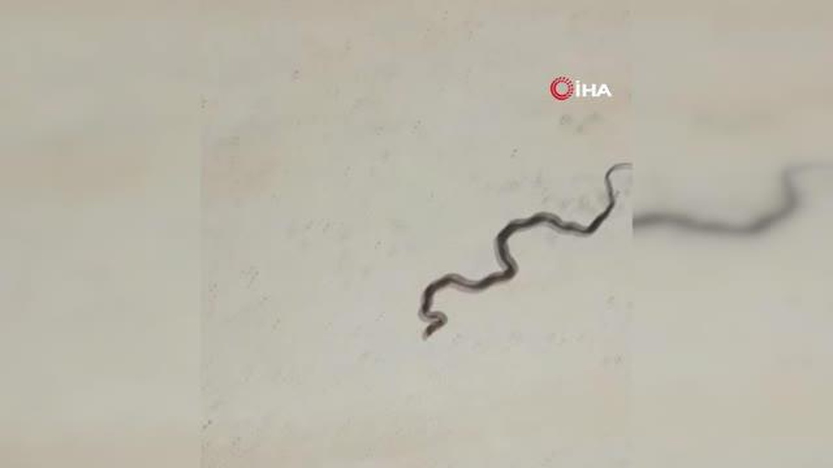 Motosiklet sürücüsünün yılan ile imtihanı