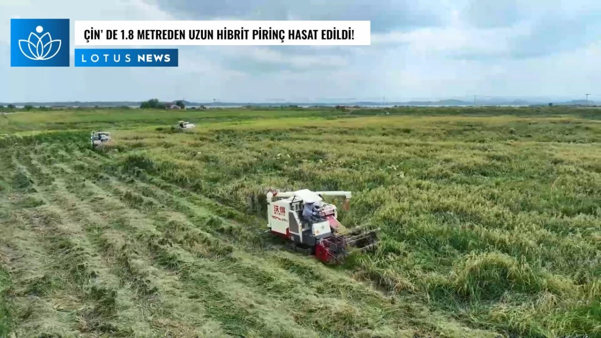 Video: Çin\'in Hubei Eyaletinde 1,8 Metreden Uzun Hibrit Pirinç Hasat Edildi