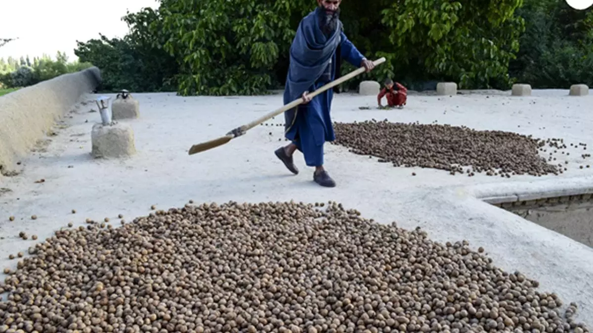 Afganistan\'ın Baglan Vilayetinde Ceviz Hasadı Zamanı