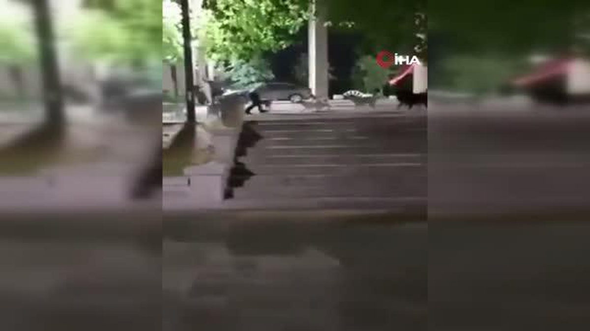 Başkentte kampüs içinde köpek saldırısı