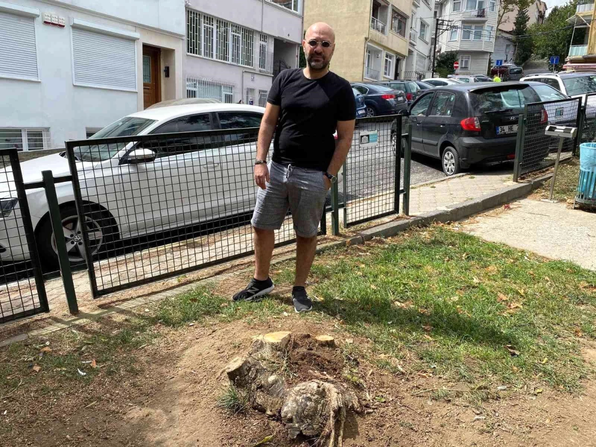 Beşiktaş Belediyesi Ayazma Parkı\'ndaki 3 ağacı kesti