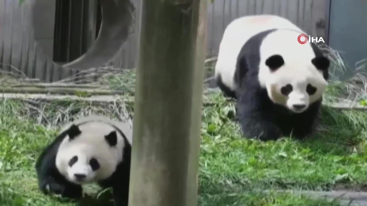 Çin\'deki depremde anne panda ve yavrularının kaçtığı anlar görüntülendi