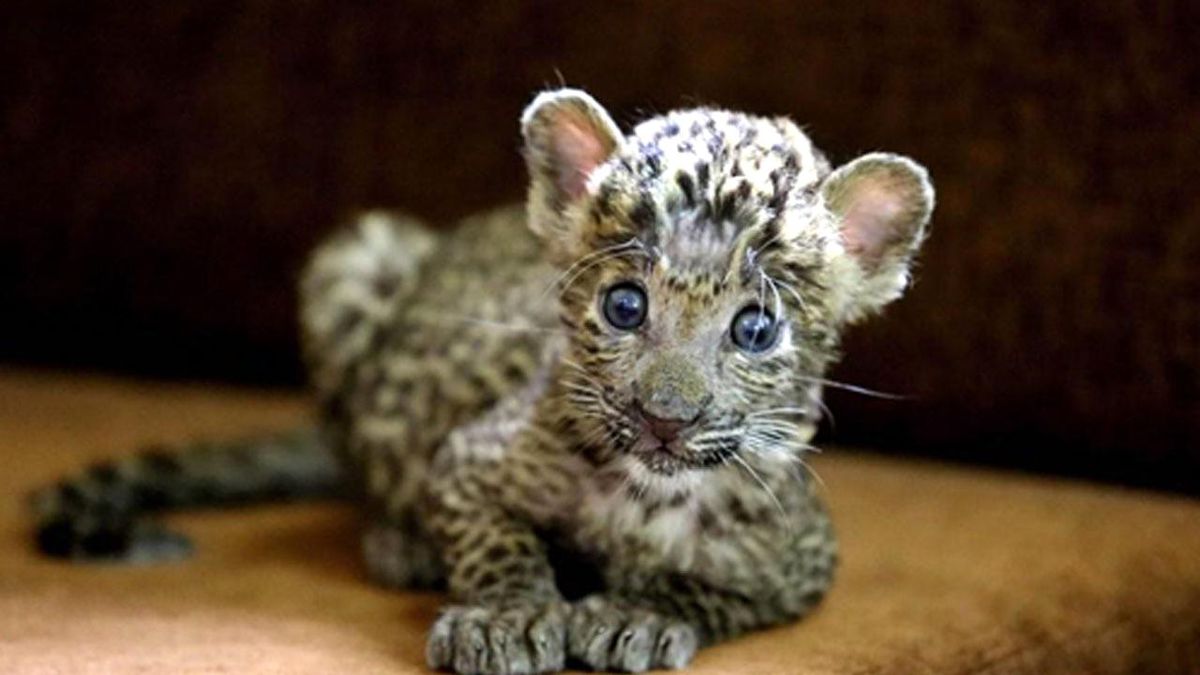 Hindistan\'da Ormanda Bulunan Bir Aylık Leopar Yavrusu Emin Ellerde