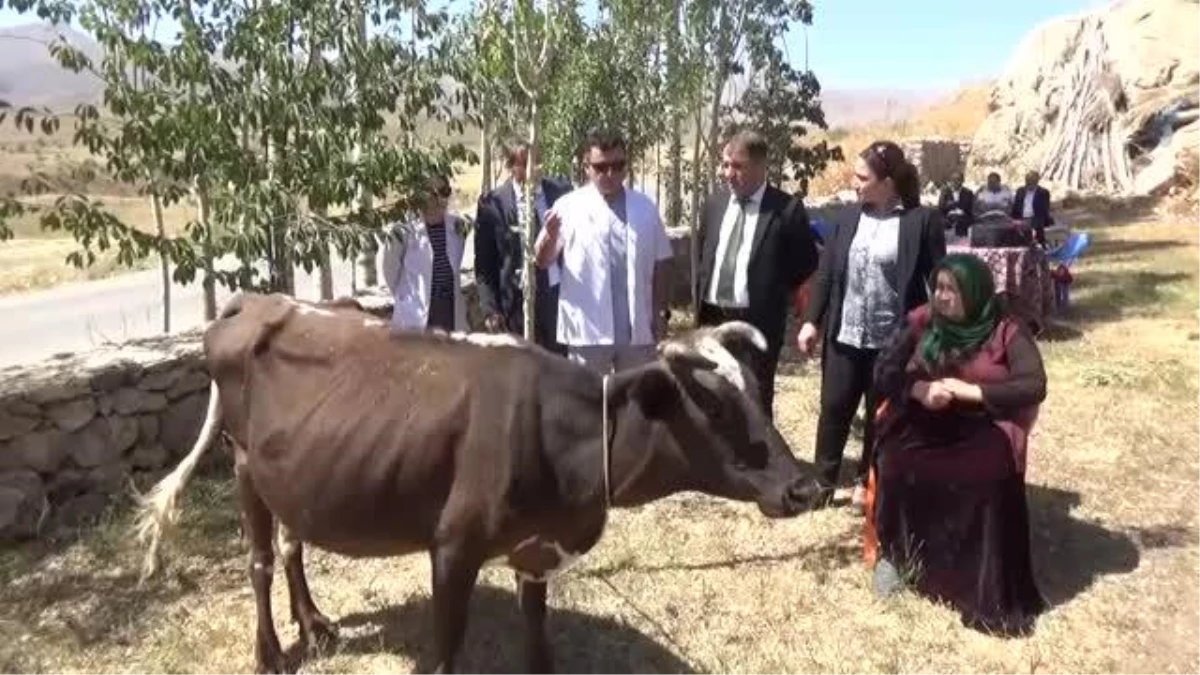 Hakkari\'de ineği telef olan kadına iki inek hediye edildi