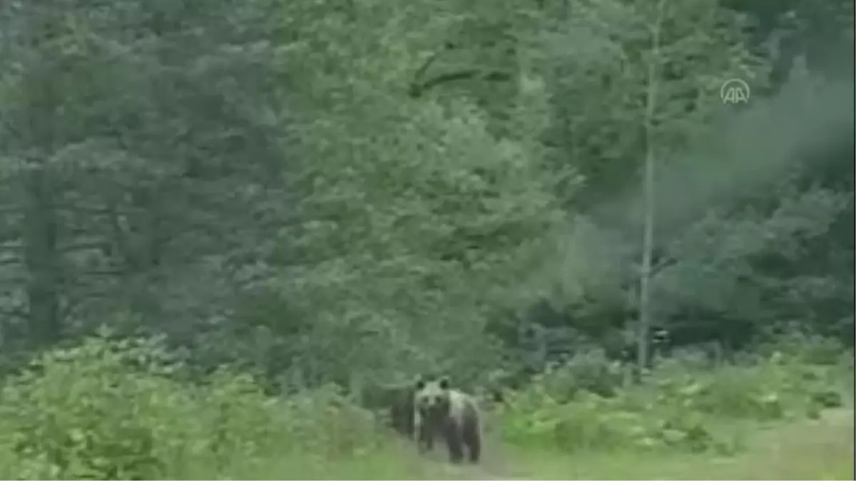 Düzce'de kampçılar orman yolunda 4 bozayı görüntüledi