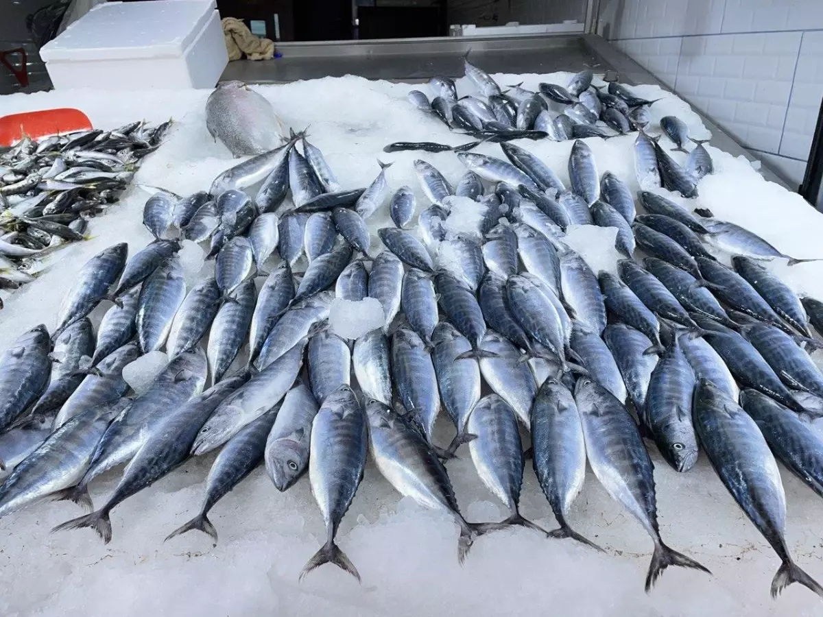 Karadeniz\'de deniz suyu sıcaklığı balık avcılığını olumsuz etkiledi