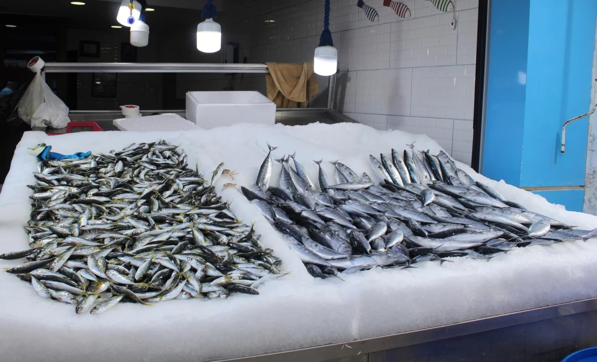 Karadeniz\'de su sıcaklığı normalin üzerinde, balıkçılar umduğu gibi avlanamadı