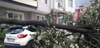 Kocaeli'de devrilen ağaç park halindeki otomobile zarar verdi
