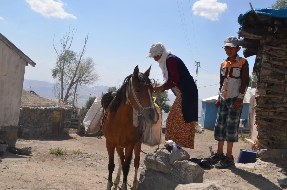 Muş\'ta berivanlar hayvanlarını sağmak için at sırtında kilometrelerce yol kat ediyor