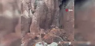 Nesli tükenmekte olan yaban keçileri böyle görüntülendi