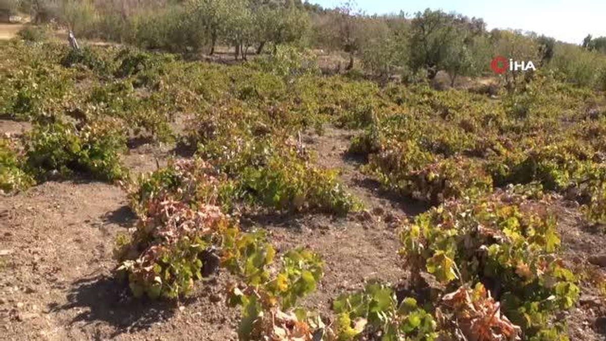 Siirt\'te pekmez ve pestil telaşı başladı