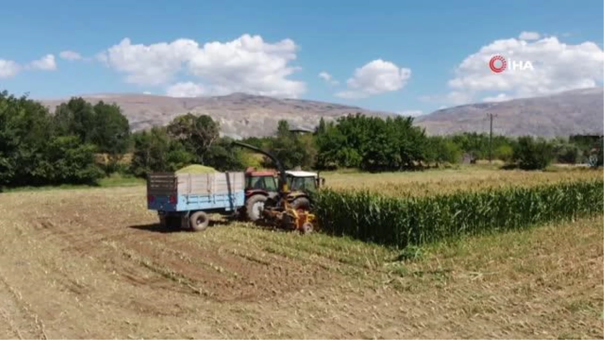 Silajlık mısır hasadı Erzincan\'da başladı