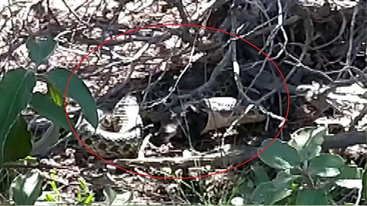 Sivas\'ta çalılıkların arasında beliren dev yılan, ağına düşürdüğü kuşu yuttu! O anlar kameralarda...