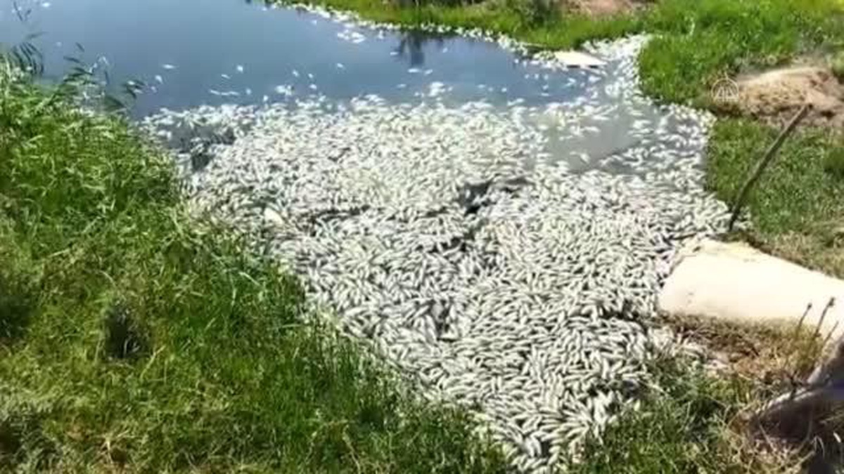 Söke\'de balık ölümlerinin yaşandığı sulama kanalından numune alındı