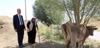 Tek geçim kaynağı ineği ölen kadına yenisi alındı