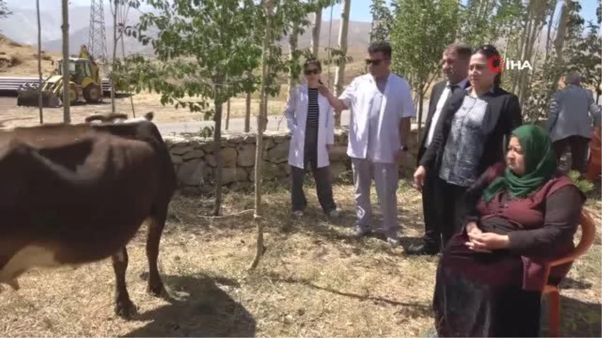 Telef olan ineği için ağlayan kadına bir inek de valilikten