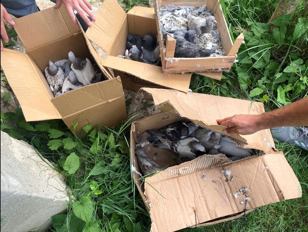 Yalova\'da 50 bin lira değerindeki güvercinleri çalan hırsızlar yakalandı