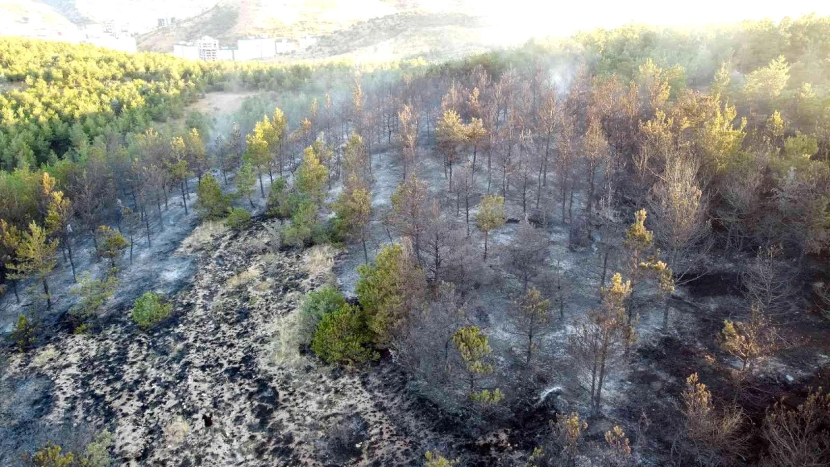 Yozgat\'ta orman yangını kontrol altına alındı