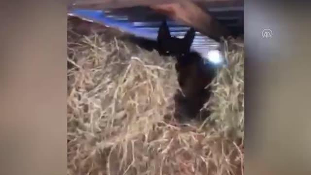 Balıkesir\'de ahırdaki saman balyalarının içinden uyuşturucu çıktı