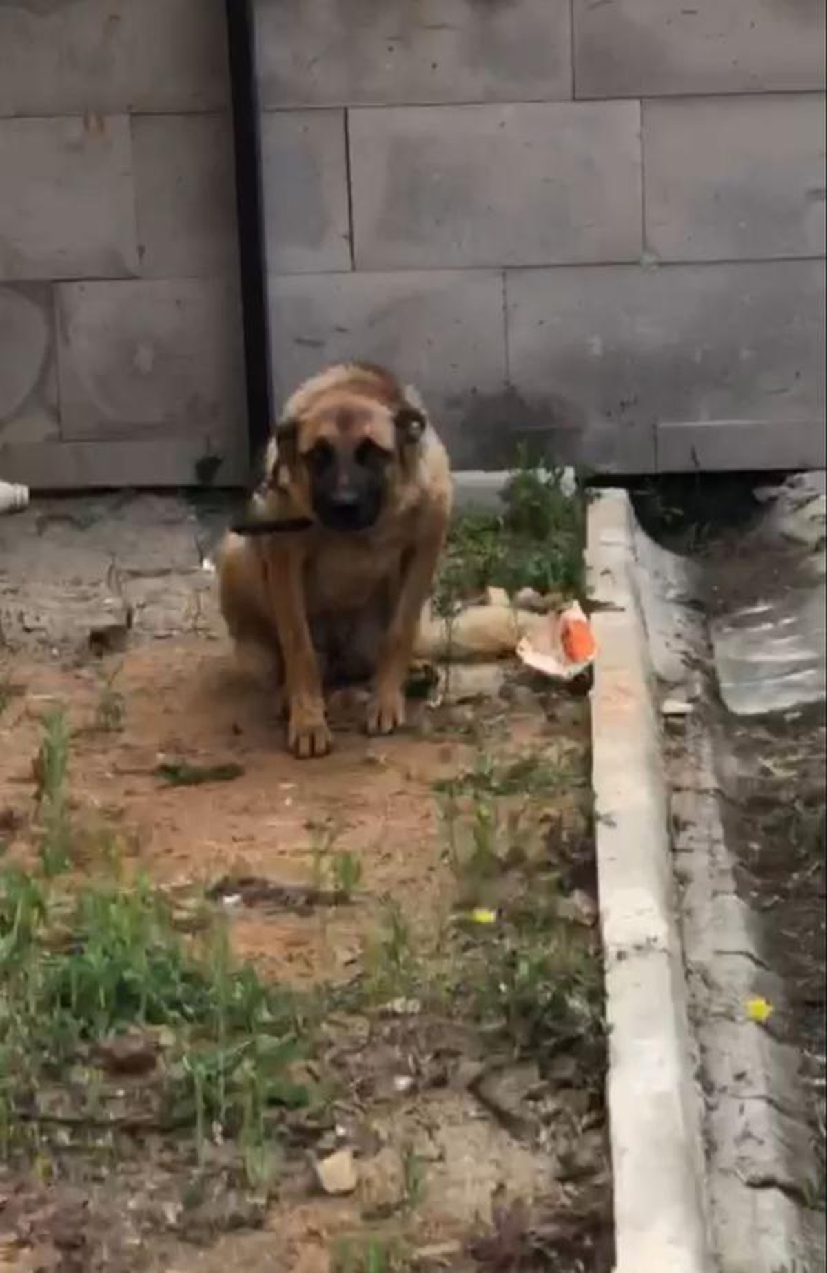 Bekçiyi ısırınca barınakta tutulan köpek, \'saldırgan değil\' raporuyla özgür