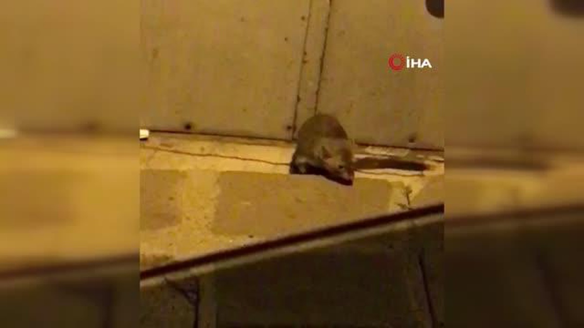 Beyoğlu\'nda davetsiz misafir \'sansar\' görüldü