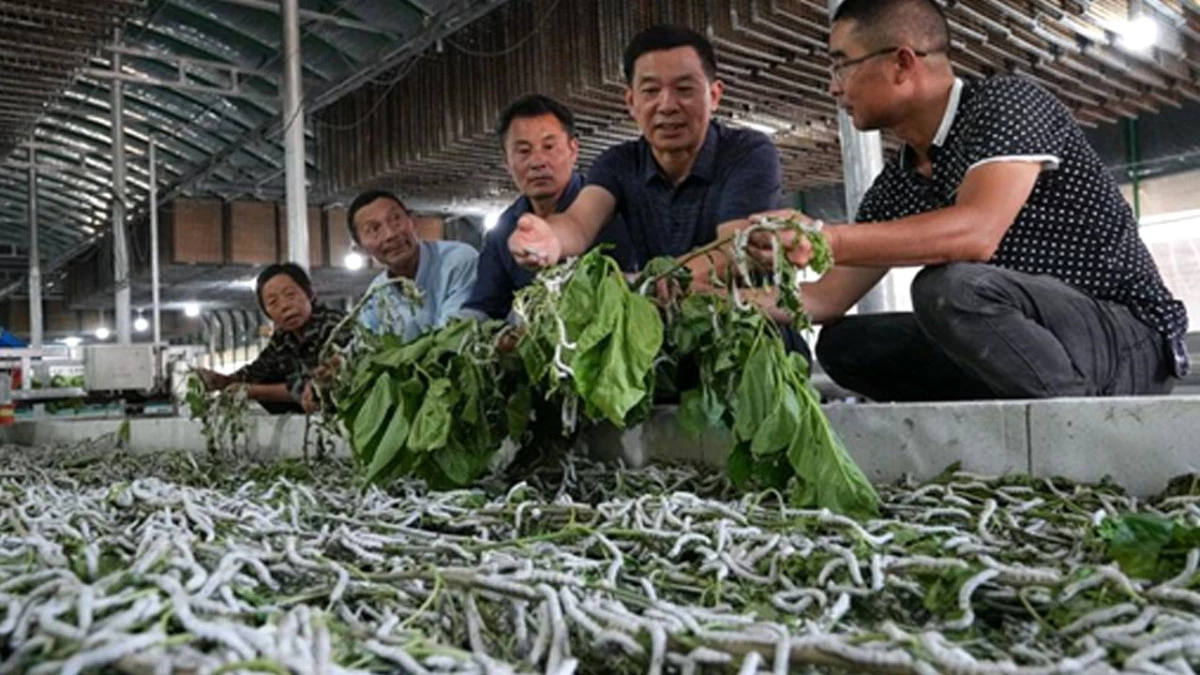 Çin\'in Anhui Eyaletinde Araştırmacılar, İpek Böceği Çiftçilerine Rehberlik Ediyor