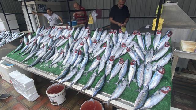 Denizden palamut fışkırdı, bolluk fiyata yansıdı